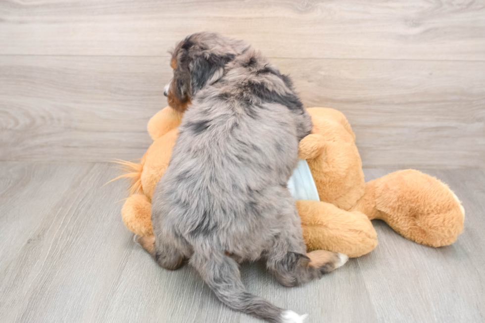 Small Mini Bernedoodle Baby