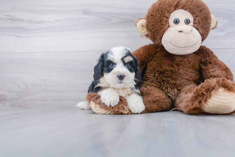 Petite Mini Bernedoodle Poodle Mix Pup
