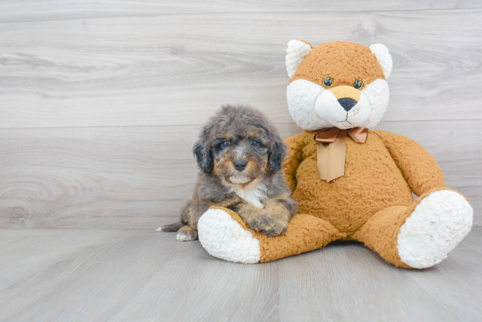 Mini Bernedoodle Puppy for Adoption