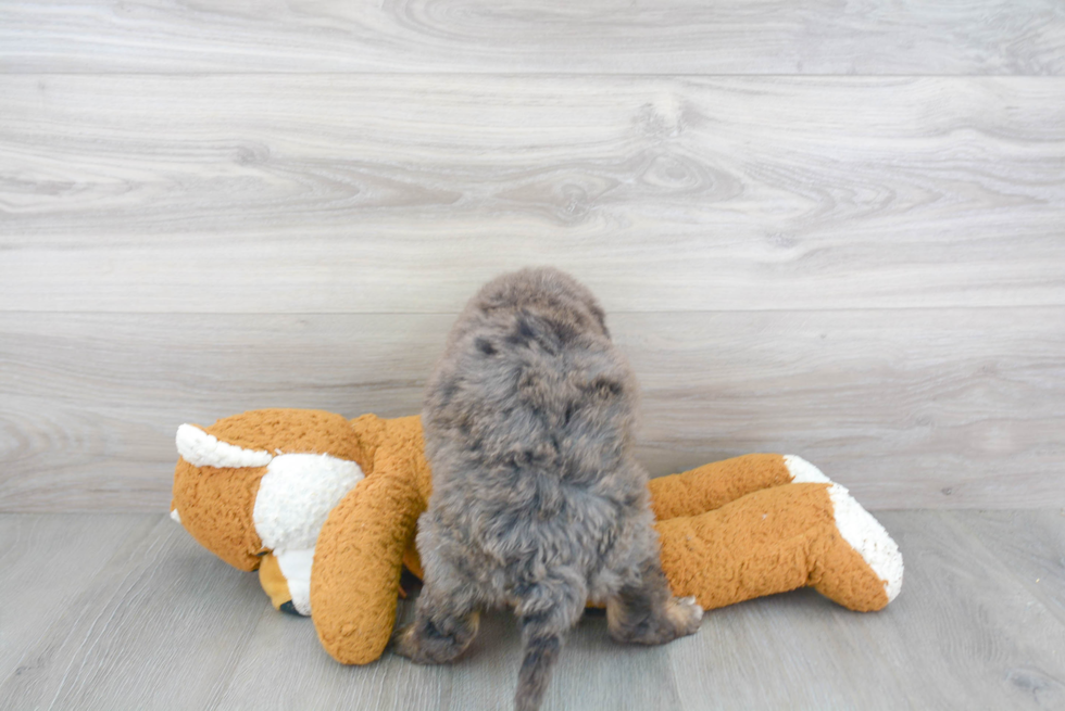 Popular Mini Bernedoodle Poodle Mix Pup