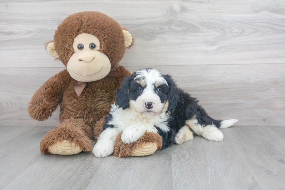 Popular Mini Bernedoodle Poodle Mix Pup
