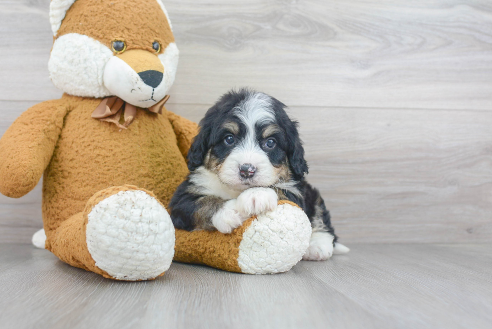 Smart Mini Bernedoodle Poodle Mix Pup