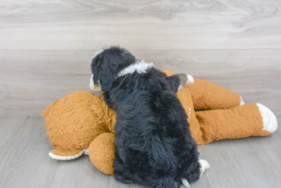 Mini Bernedoodle Pup Being Cute