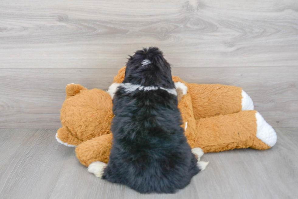 Little Mini Berniedoodle Poodle Mix Puppy