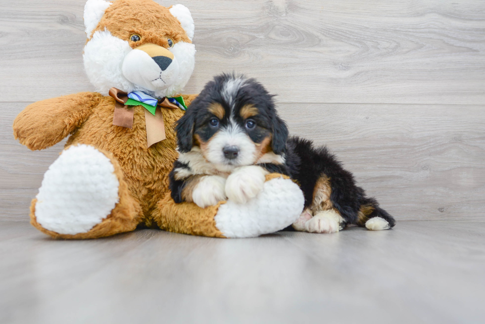 Popular Mini Bernedoodle Poodle Mix Pup