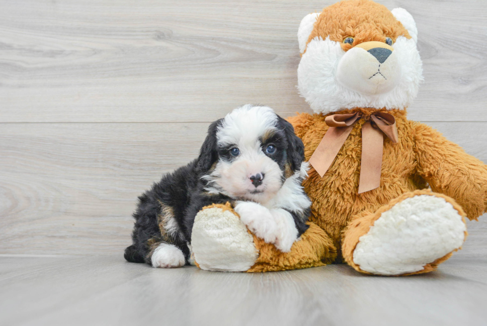 Happy Mini Bernedoodle Baby