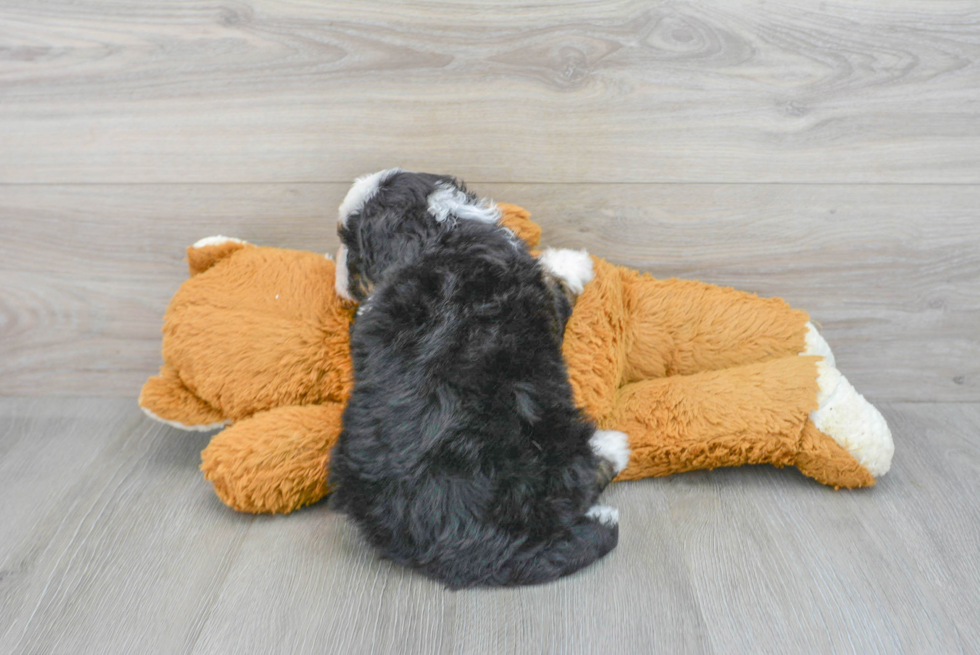 Mini Bernedoodle Puppy for Adoption