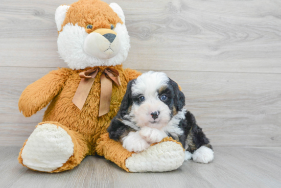 Happy Mini Bernedoodle Baby