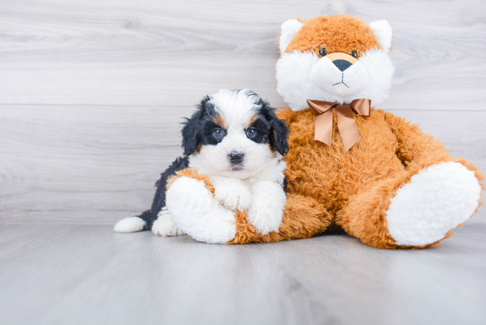 Best Mini Bernedoodle Baby