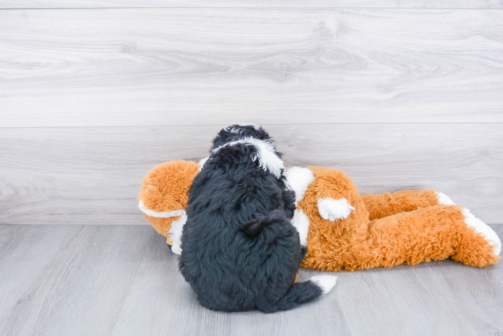 Mini Bernedoodle Pup Being Cute