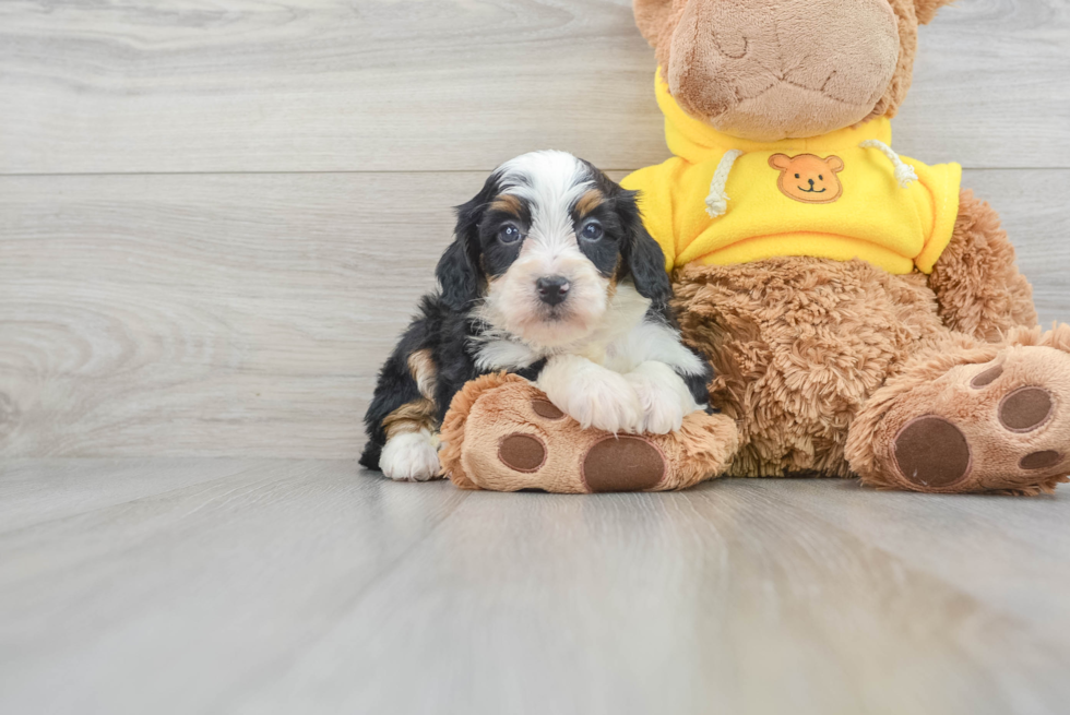 Fluffy Mini Bernedoodle Poodle Mix Pup