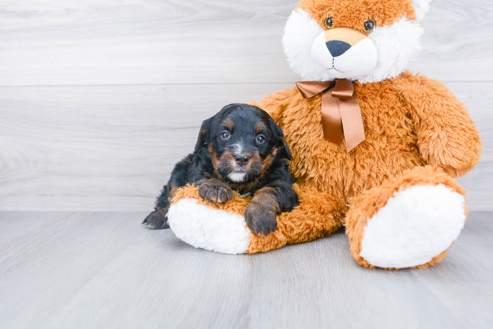 Energetic Bernadoodle Poodle Mix Puppy