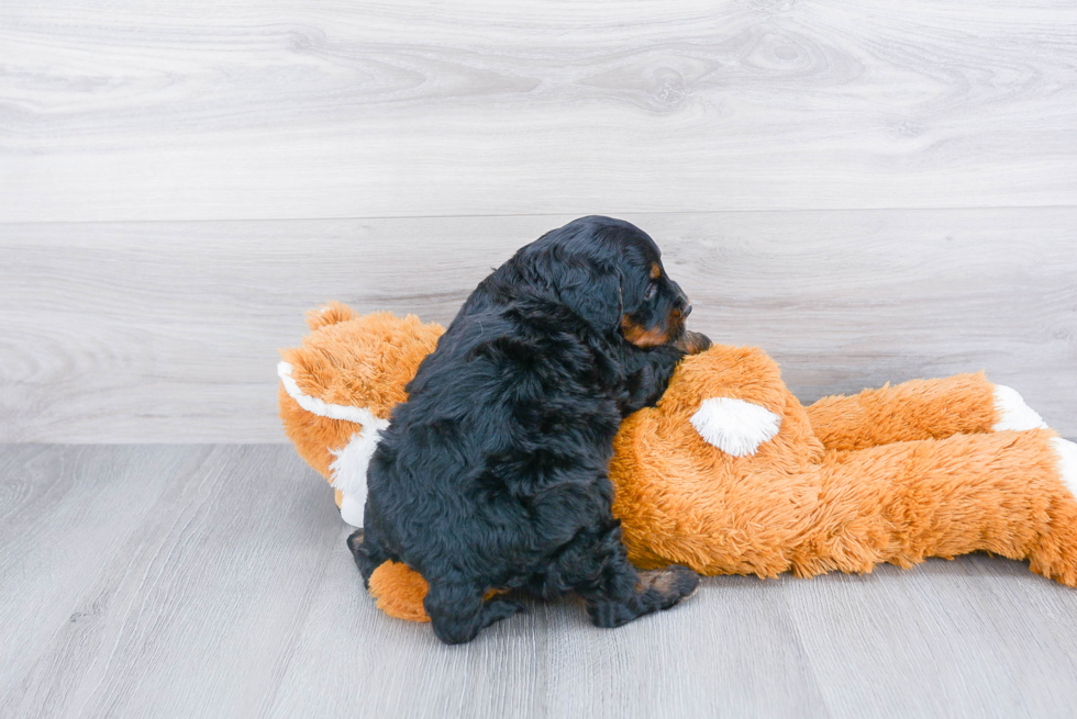 Sweet Mini Bernedoodle Baby