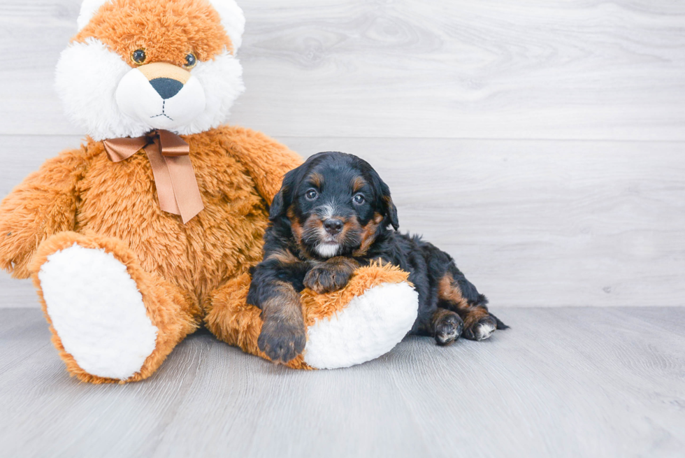 Mini Bernedoodle Puppy for Adoption