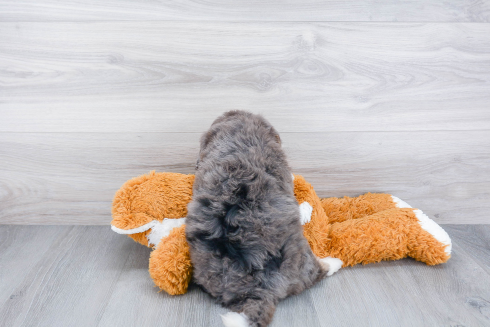 Mini Bernedoodle Pup Being Cute