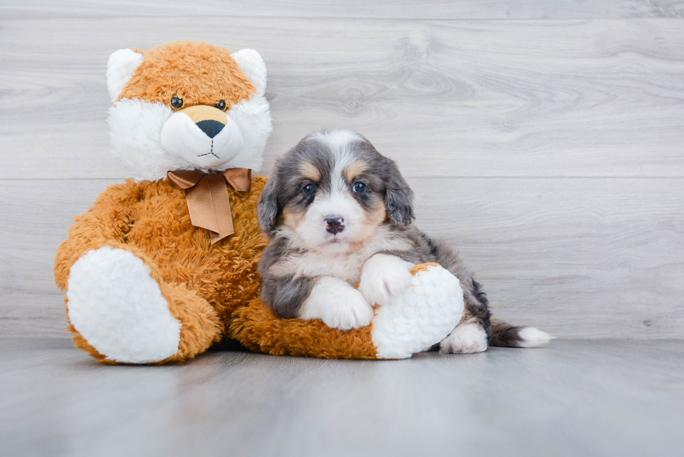 Best Mini Bernedoodle Baby