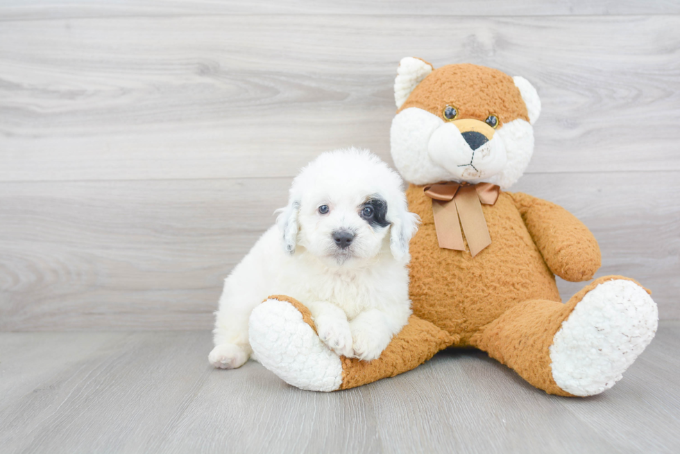 Happy Mini Bernedoodle Baby
