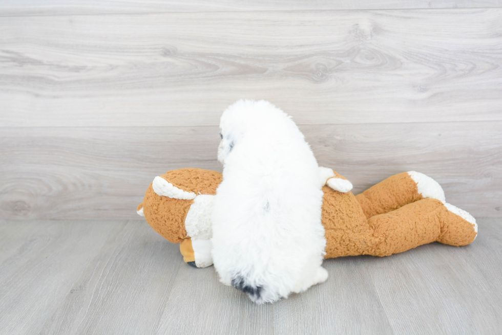 Hypoallergenic Mini Berniedoodle Poodle Mix Puppy