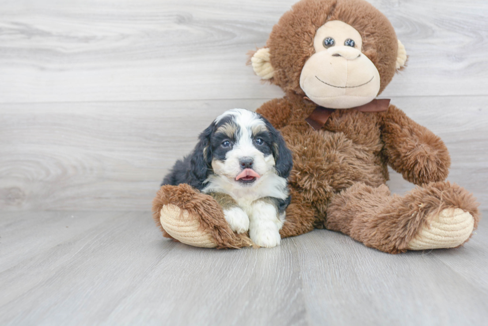 Smart Mini Bernedoodle Poodle Mix Pup
