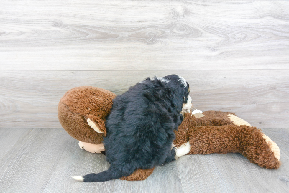Cute Mini Bernedoodle Baby