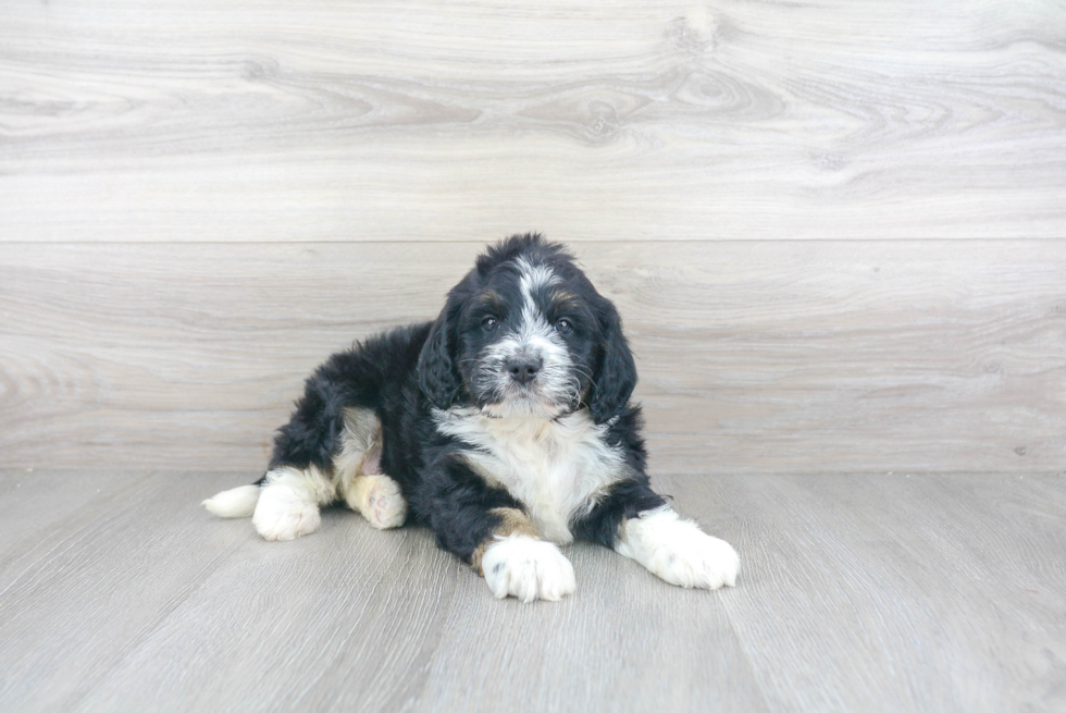 Little Bernadoodle Poodle Mix Puppy