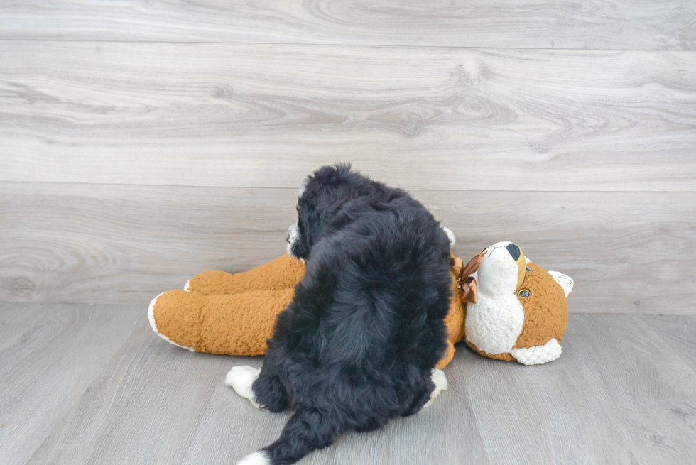Mini Bernedoodle Pup Being Cute