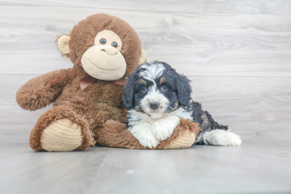 Best Mini Bernedoodle Baby