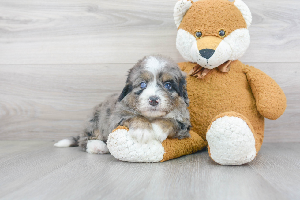 Playful Mini Berniedoodle Poodle Mix Puppy