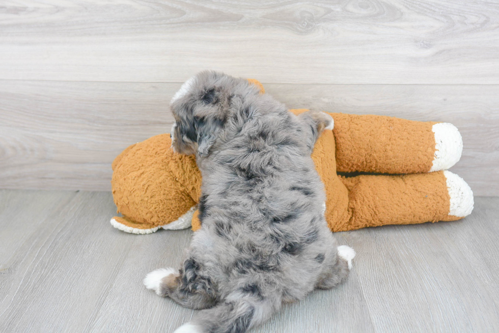 Mini Bernedoodle Puppy for Adoption