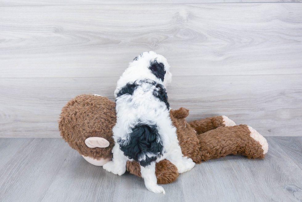 Energetic Bernadoodle Poodle Mix Puppy