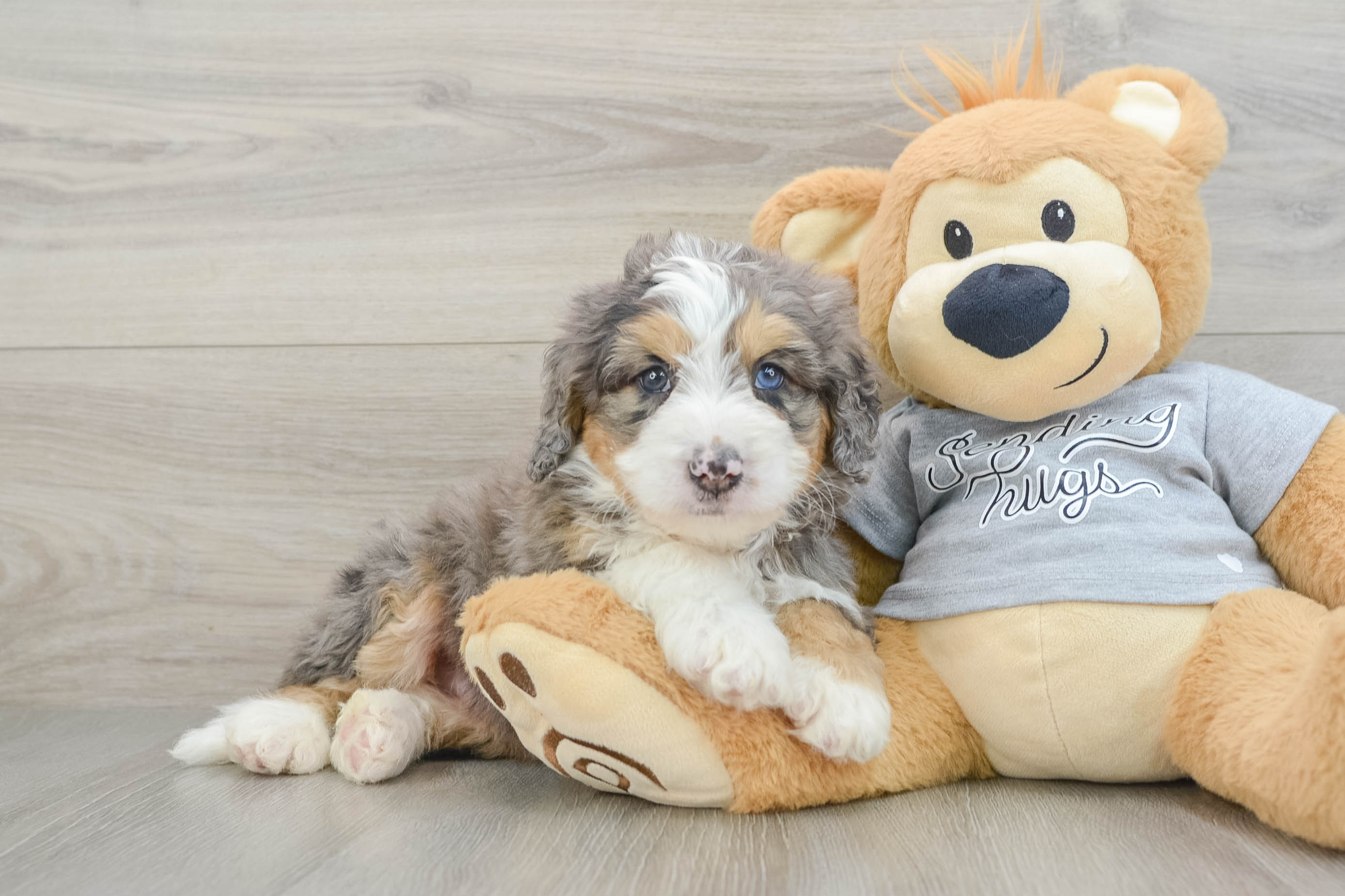 Mini Bernedoodle Puppy for Adoption