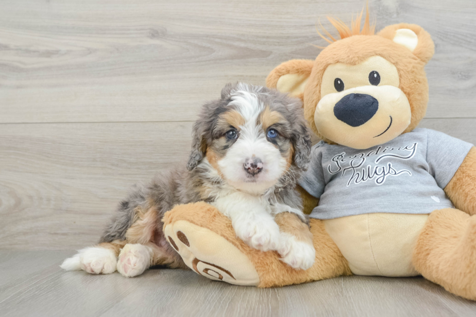 Mini Bernedoodle Puppy for Adoption
