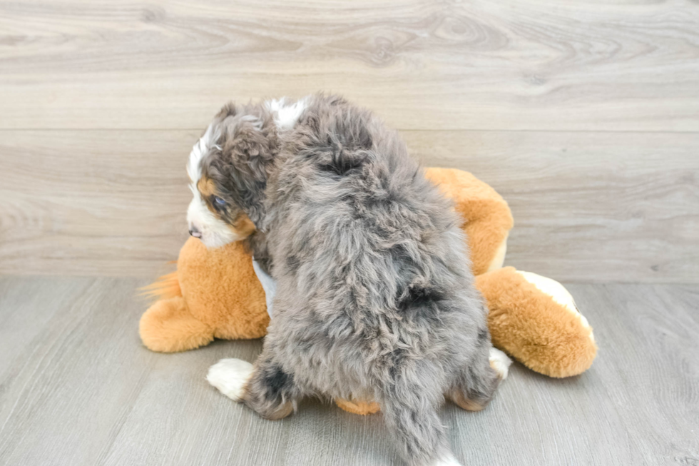 Hypoallergenic Mini Bernesedoodle Poodle Mix Puppy