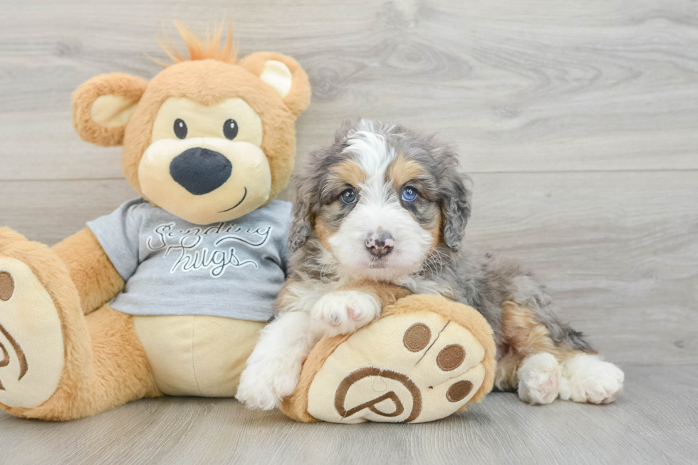Mini Bernedoodle Puppy for Adoption