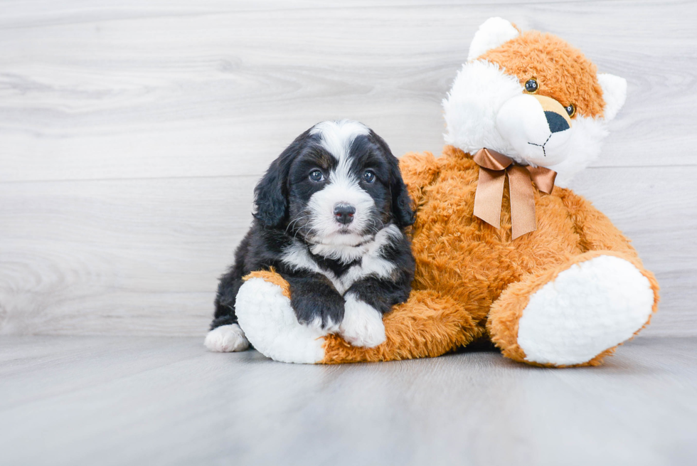 Friendly Mini Bernedoodle Baby