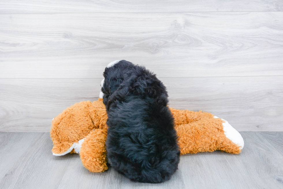 Petite Mini Bernedoodle Poodle Mix Pup