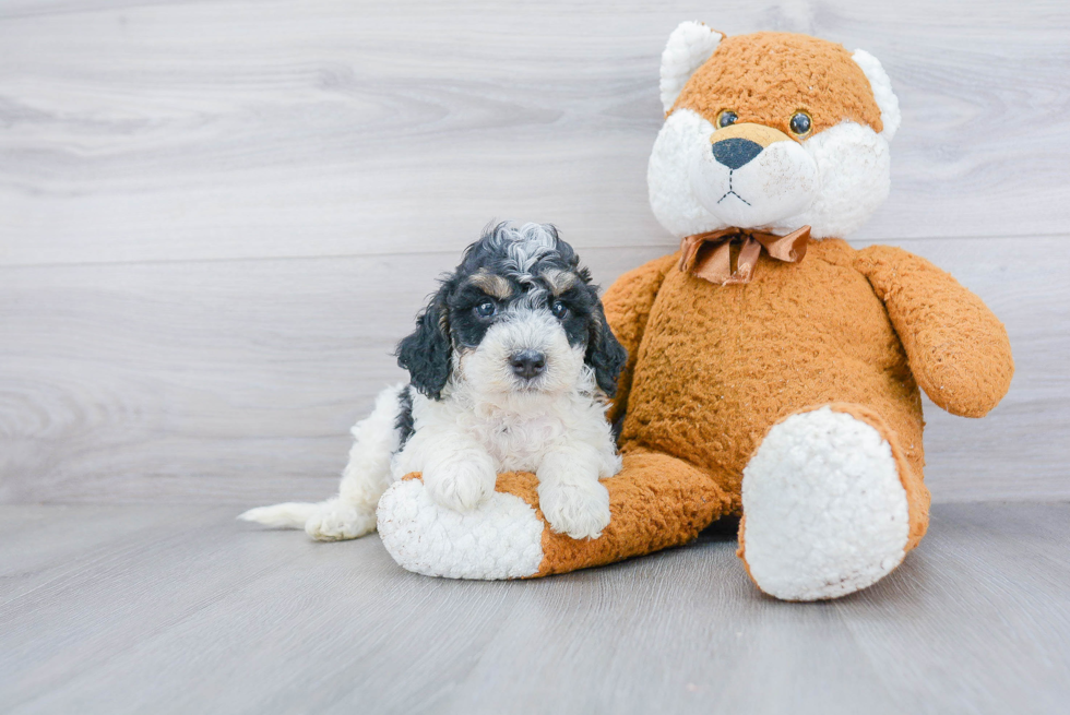 Mini Bernedoodle Pup Being Cute