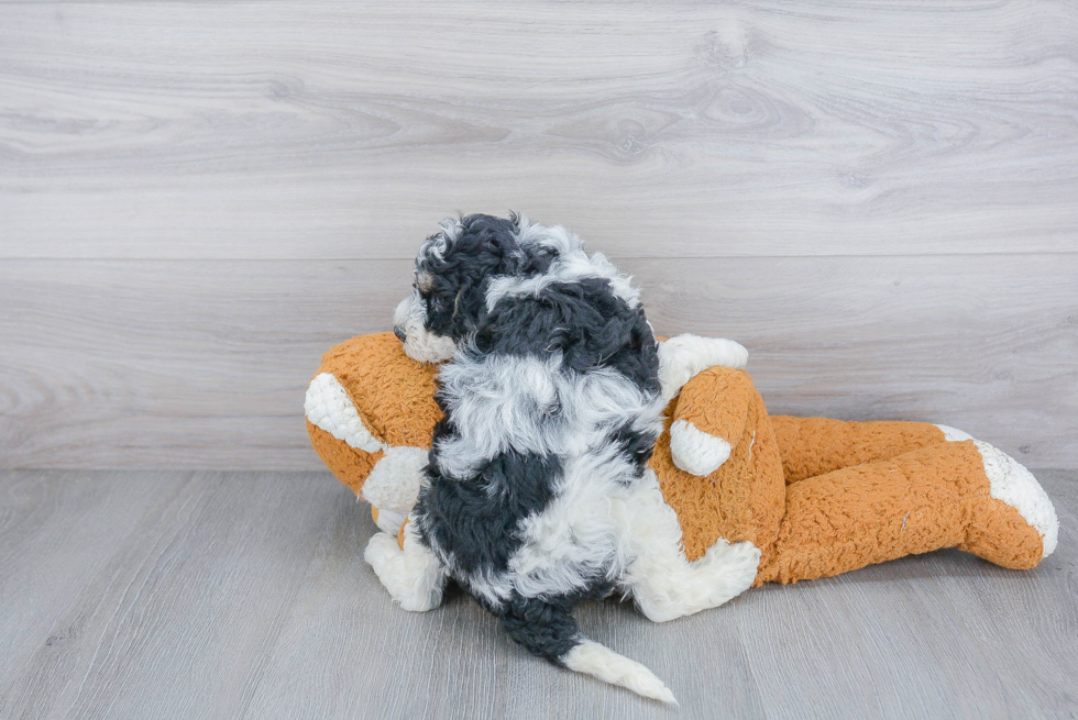 Popular Mini Bernedoodle Poodle Mix Pup
