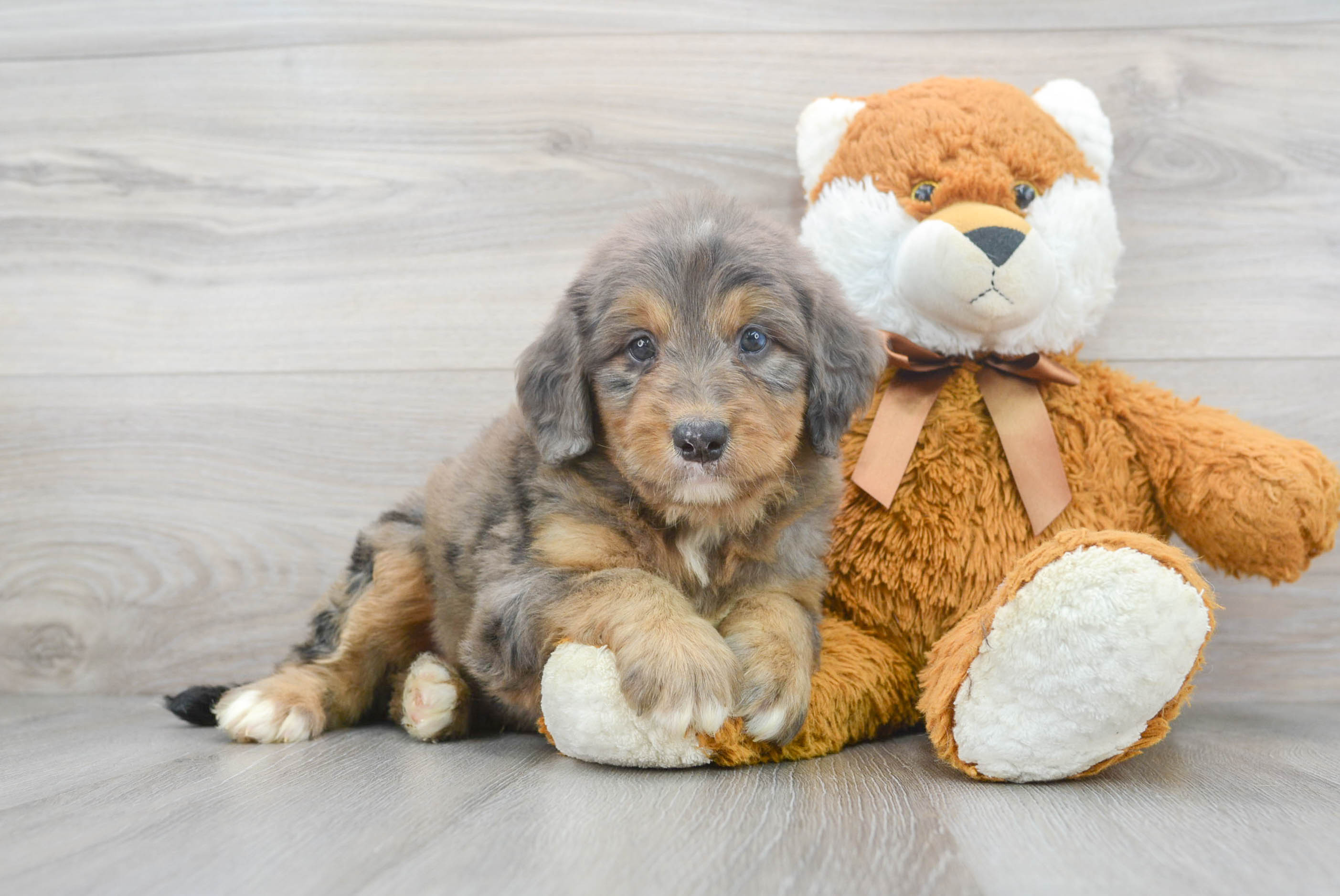 Mini Bernedoodle Pup Being Cute