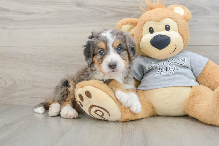 Friendly Mini Bernedoodle Baby