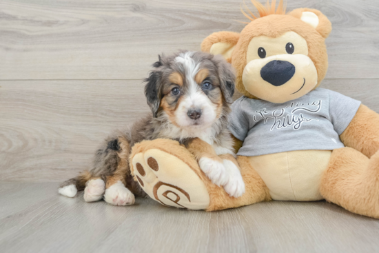 Friendly Mini Bernedoodle Baby