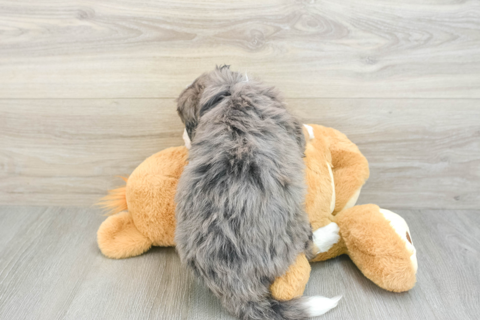 Mini Bernedoodle Pup Being Cute
