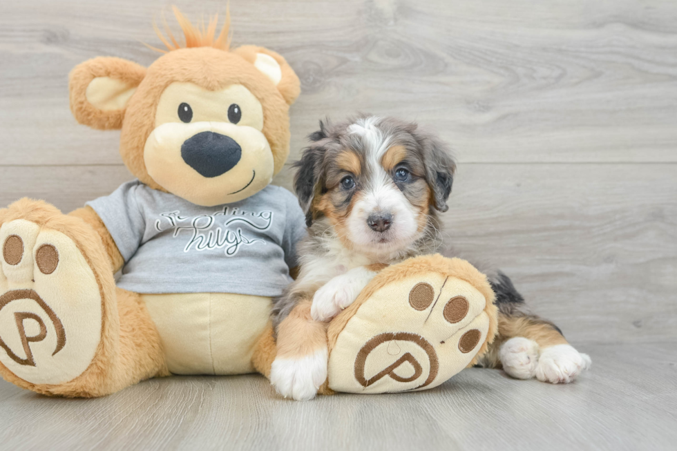 Popular Mini Bernedoodle Poodle Mix Pup