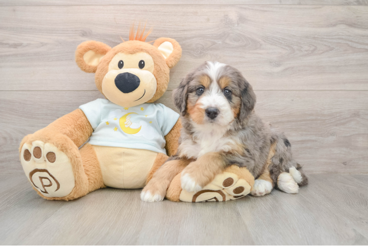 Fluffy Mini Bernedoodle Poodle Mix Pup