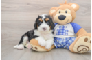 Playful Bernadoodle Poodle Mix Puppy