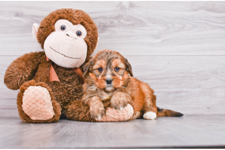 Best Mini Bernedoodle Baby