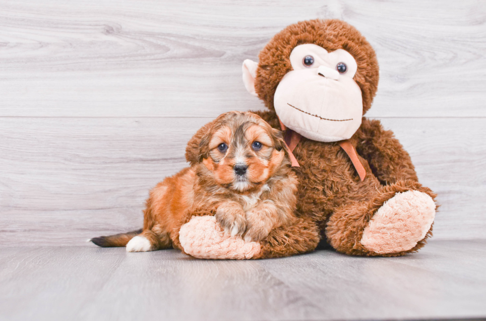 Mini Bernedoodle Pup Being Cute