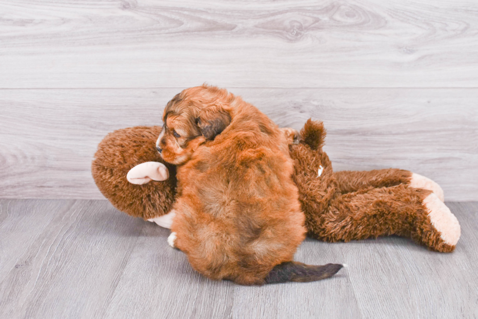Best Mini Bernedoodle Baby