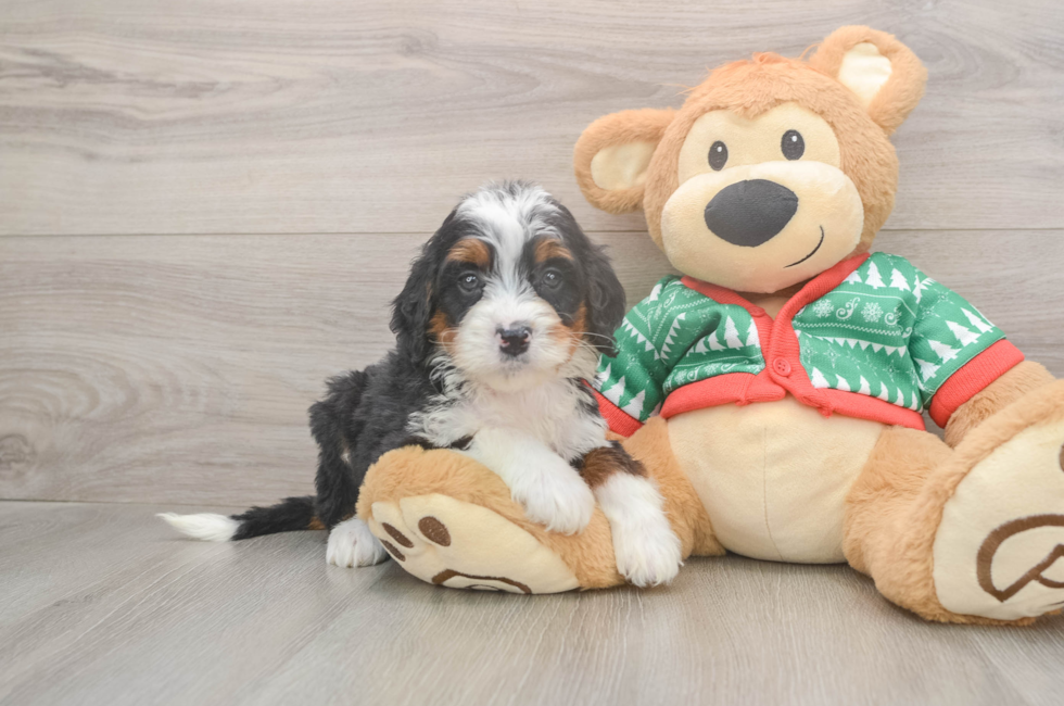 7 week old Mini Bernedoodle Puppy For Sale - Premier Pups