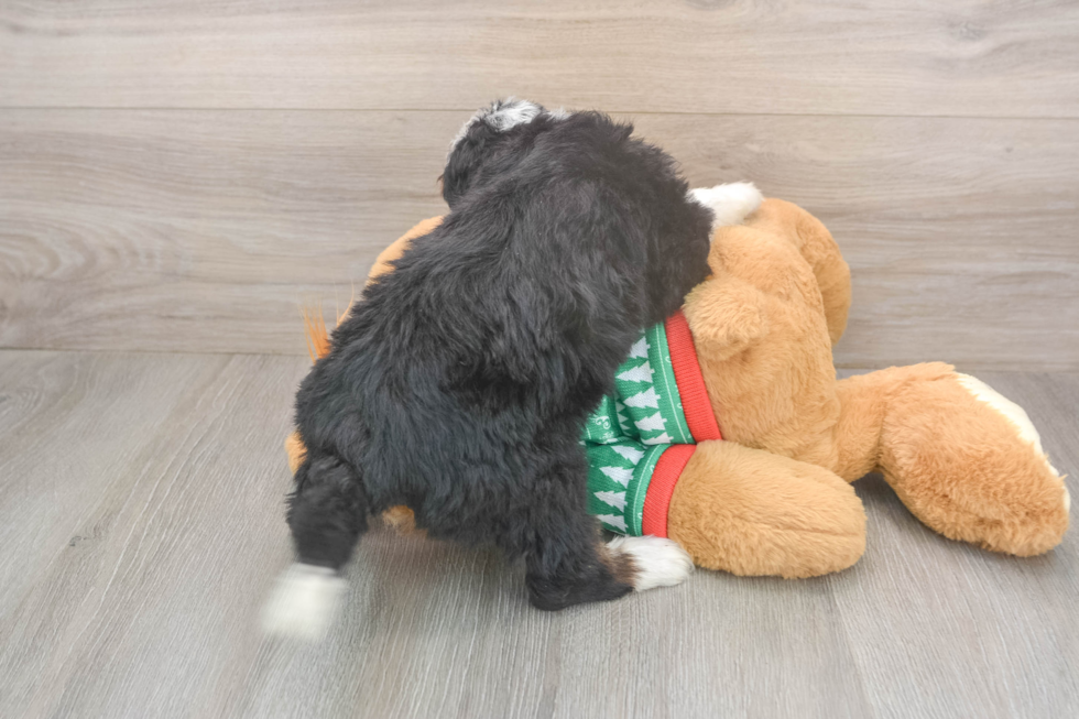 Best Mini Bernedoodle Baby